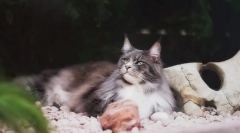 Než krmení maine coon, plná strava